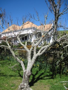 OrchardAndVilla New Zealand Fruit Trees and Villa, Thames, New Zealand