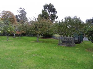 OrchardMay2011 New Zealand Fruit Trees near Thames at Whakatete Bay