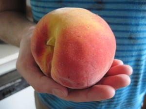 giant peach grown in Whakatete Bay, New Zealand