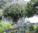 Before Grape Arbor is Constructed
