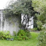 Before Grape Arbor