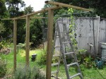 Grape Arbor Construction, Step 2, Support Beams