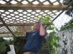 Grape Arbor Construction, Step 4, Training Grape Vines