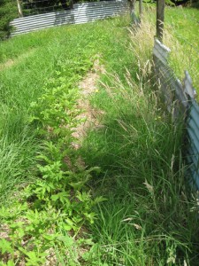 growing potatoes in New Zealand