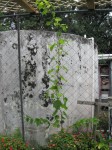 Training Grape Vines to Climb Fence