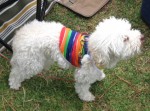 Dog at Auckland's Big Gay Out